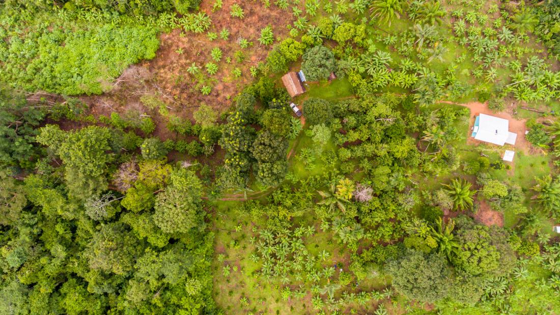 Aerial view of land with a variety of tropical crops