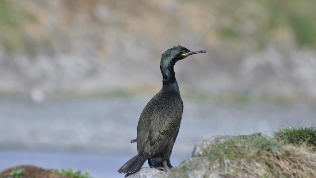 A Black/ green bird with along neck and beak stands with back towards the camera on some rocks