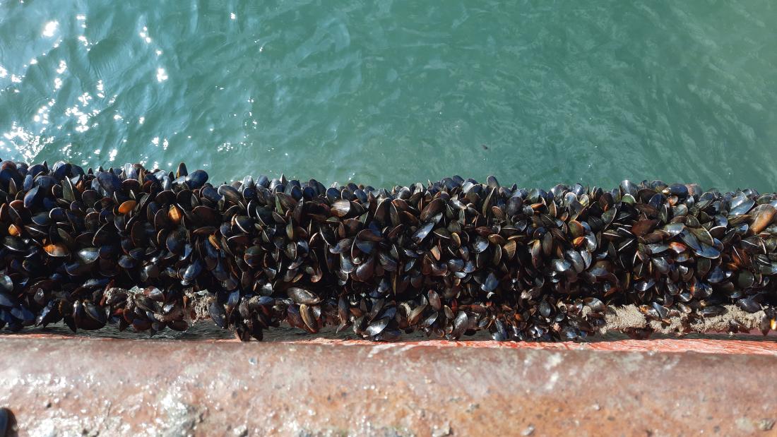 Mussels offshore in Conwy Bay