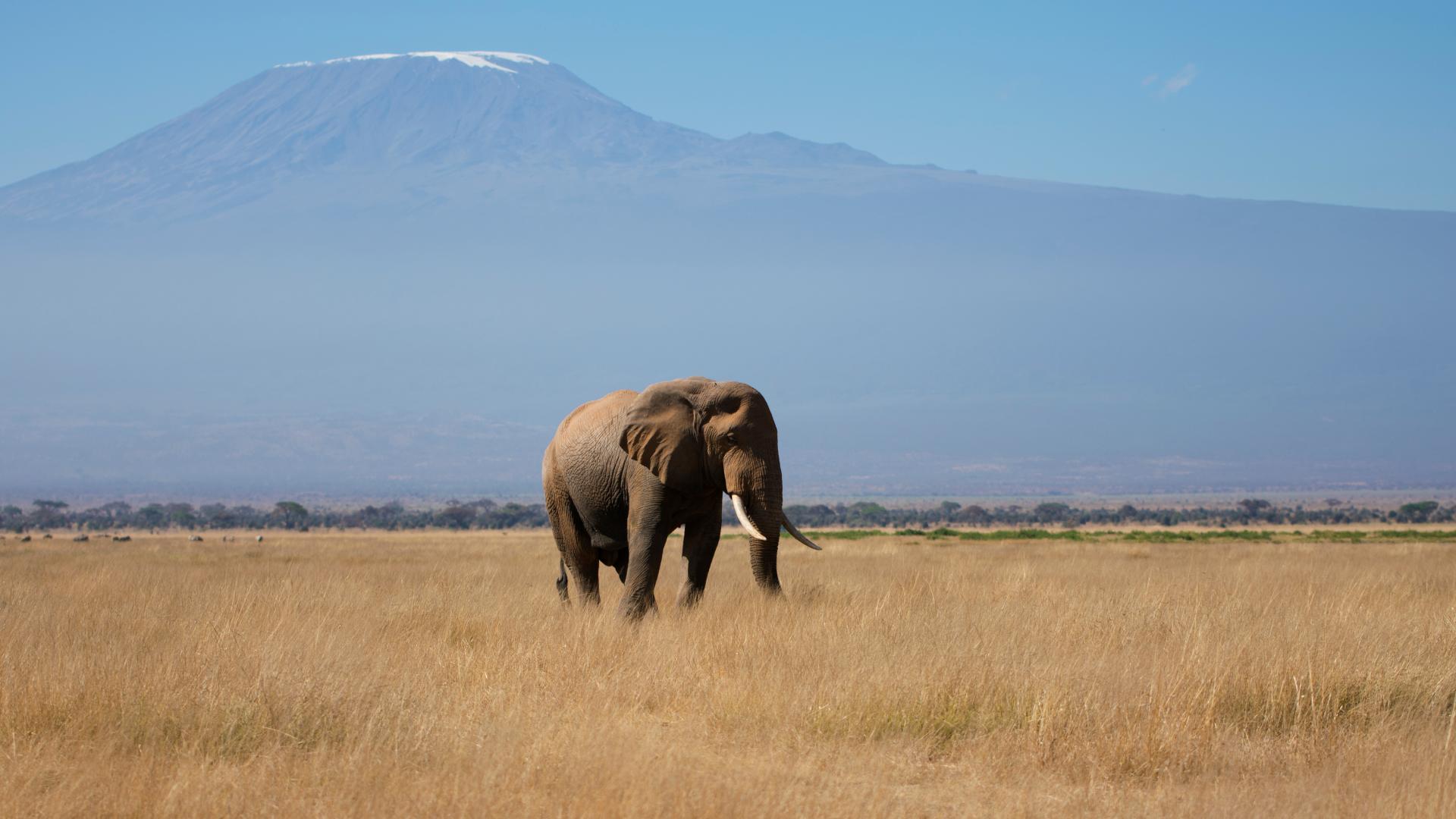Wild elephant in a field in Africa
