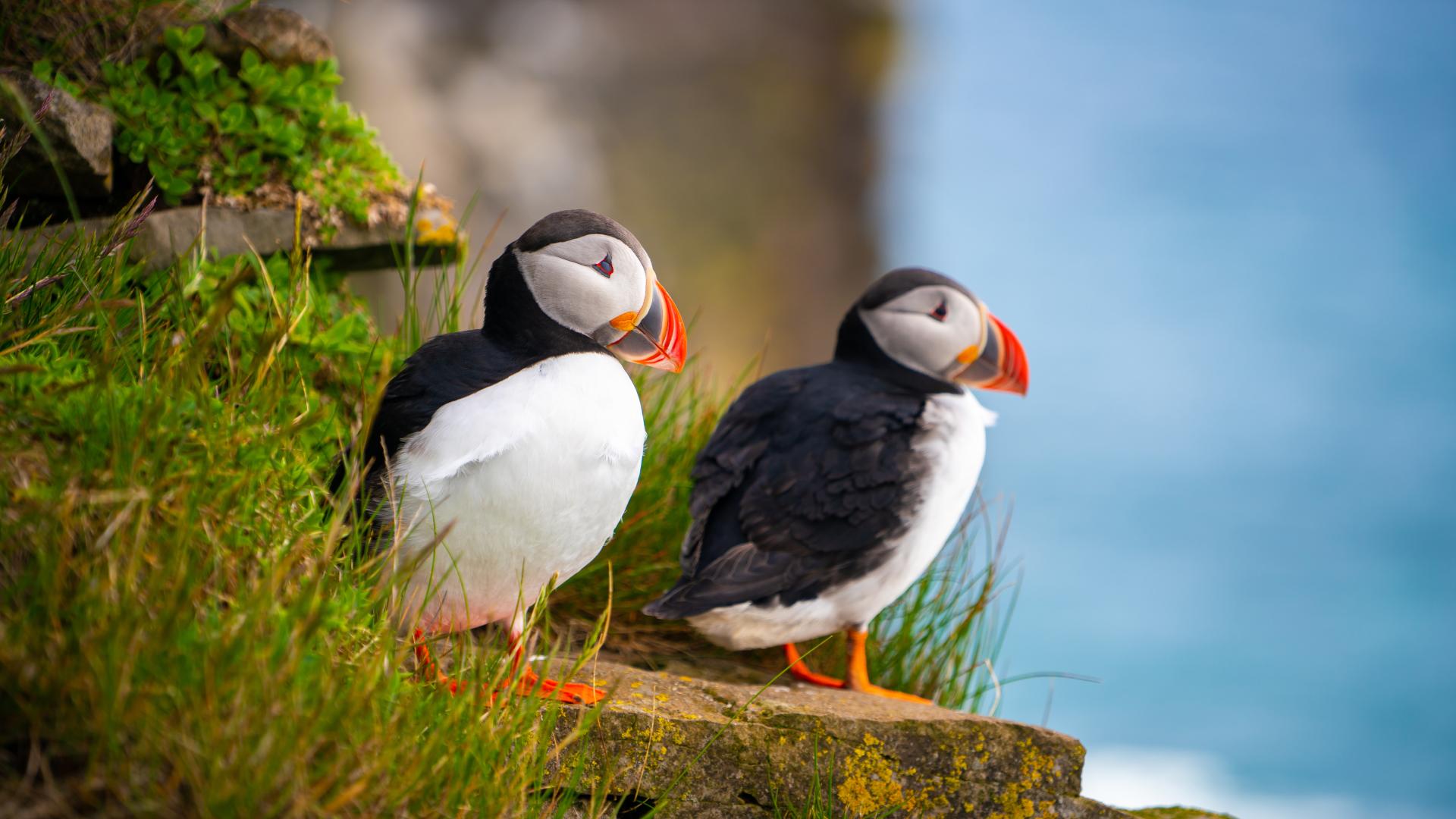 Puffins on the coast at Puffin Island