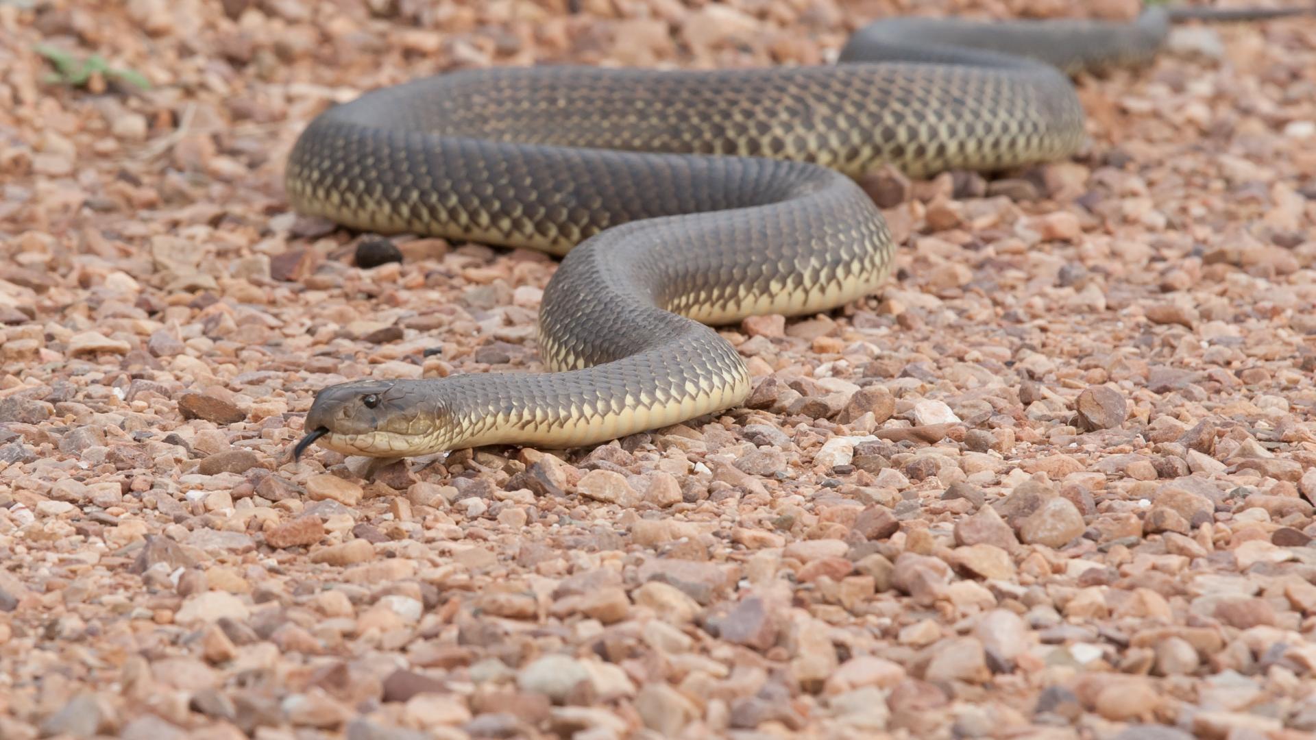Invasive snake species on the ground
