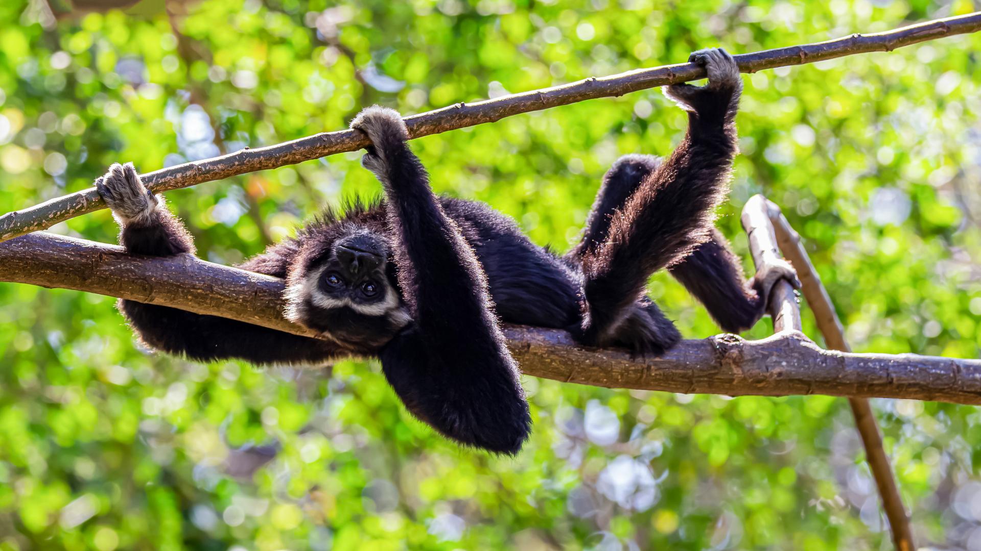 Gibbon laying on a tree