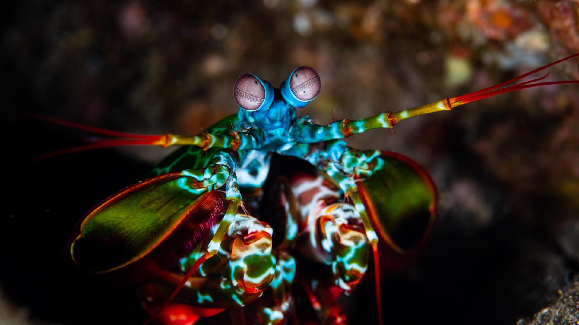 A Peacock mantis shrimp on a coral reef in Indonesia. 