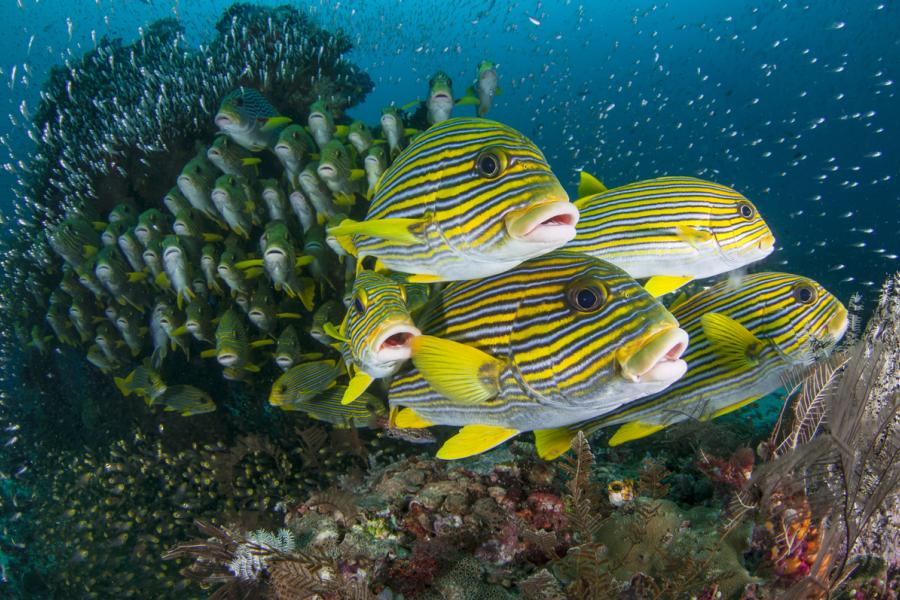 Underwater image of fish at a reef.