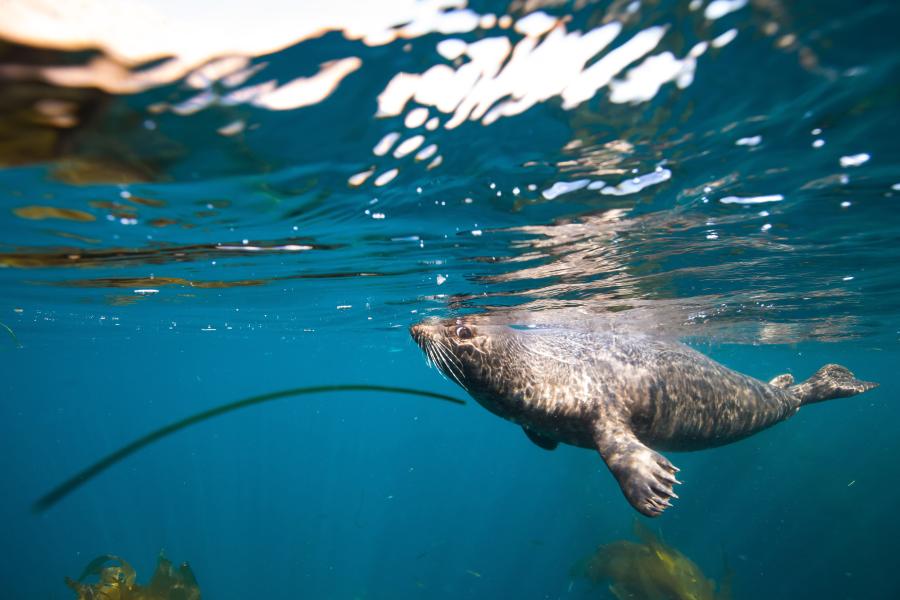 A harbor seal in the sea