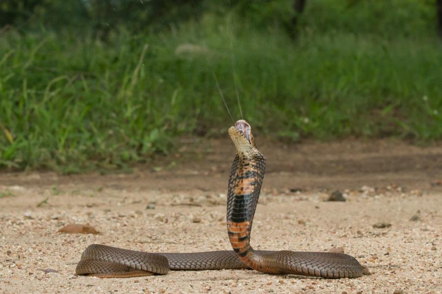 A rearing spitting cobra in the field.