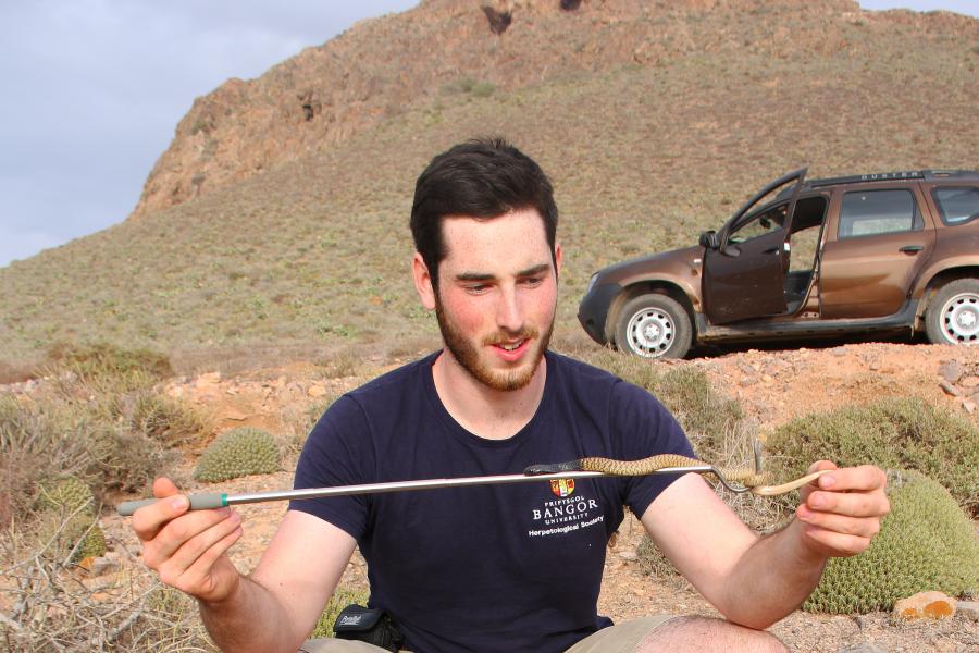 Young man has small snake on a stick in scrub land, with hill and 4x4 vehicle in background