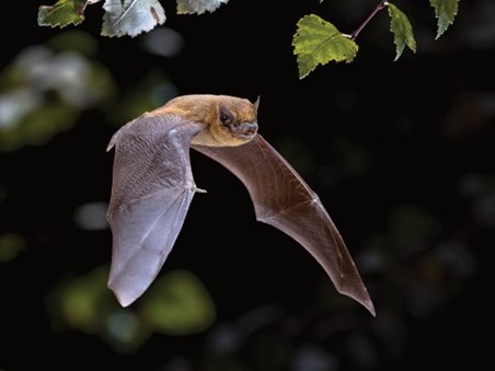 Common Pipistrelle