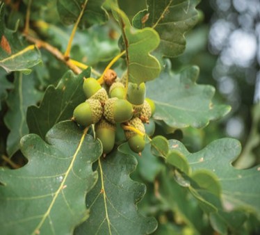 Sessile Oak