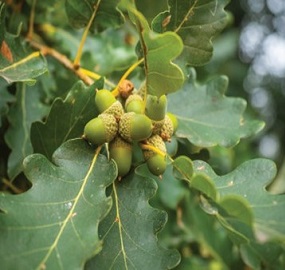 Sessile Oak