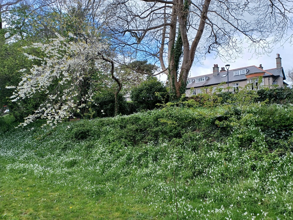 Rathbone Hall north meadow