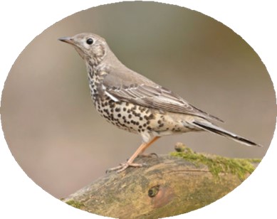 Mistle Thrush