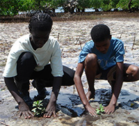 Ocean Sciences research has shown restoring tree diversity to degraded sites boosts mangrove ecosystem services. Photo: MW Skov