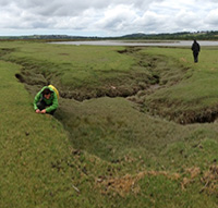 Significant research on ecosystem service provisioning by coastal wetlands, including salt marshes, seagrasses and mangroves.