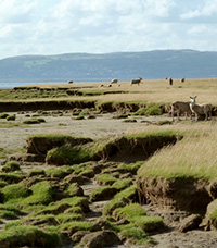 Resistance to salt marsh erosion is linked to vegetation diversity.
