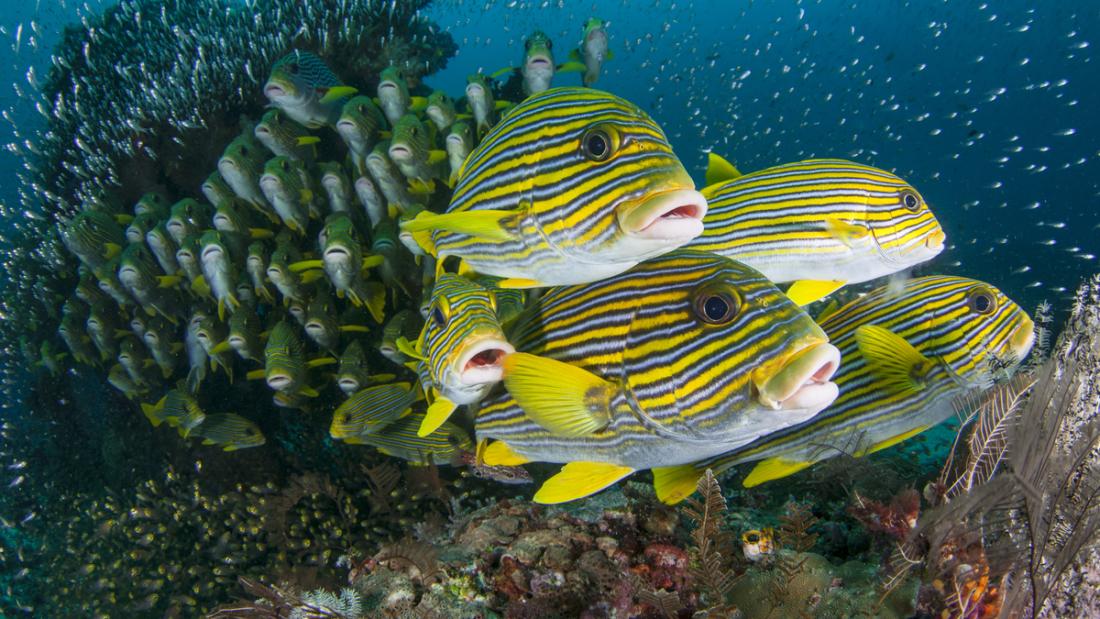 Underwater image of fish at a reef.