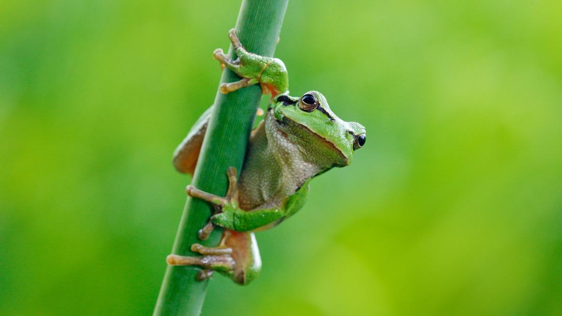 Frog holding on to tall grass.