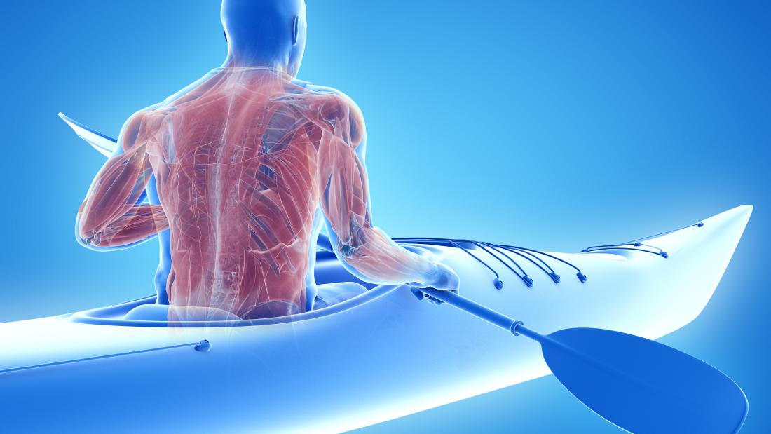 3d illustration of the muscle system of a canoeist