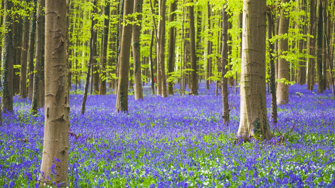 Woodland in spring with bluebells out.