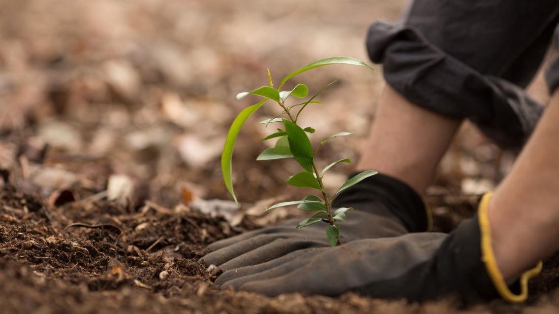 Person planting a sapling tree.