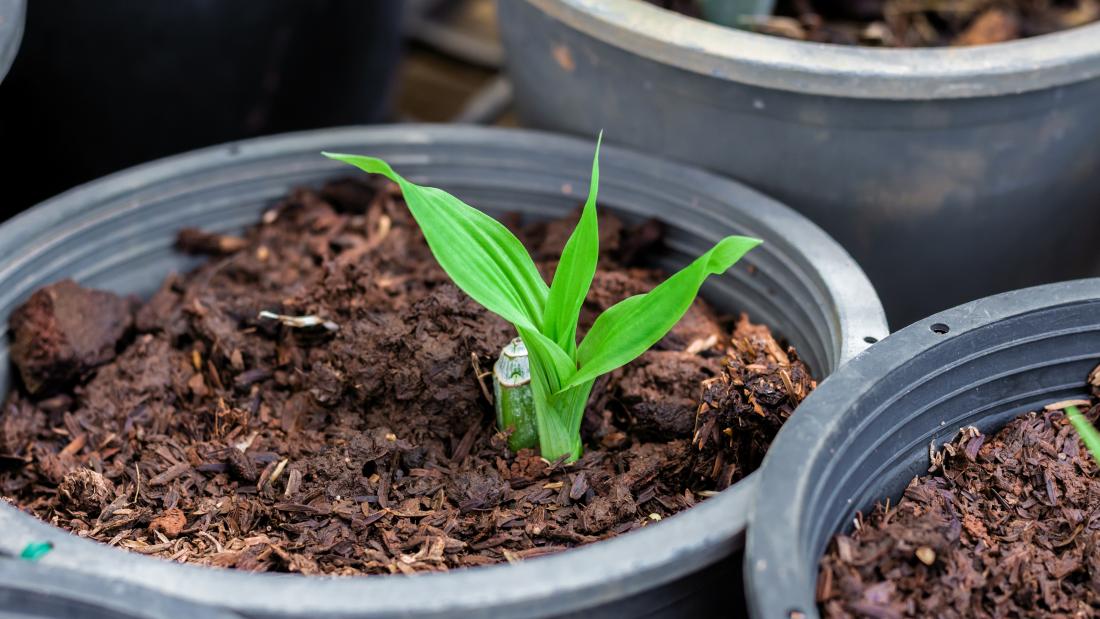 Plants being grown in plant pots 