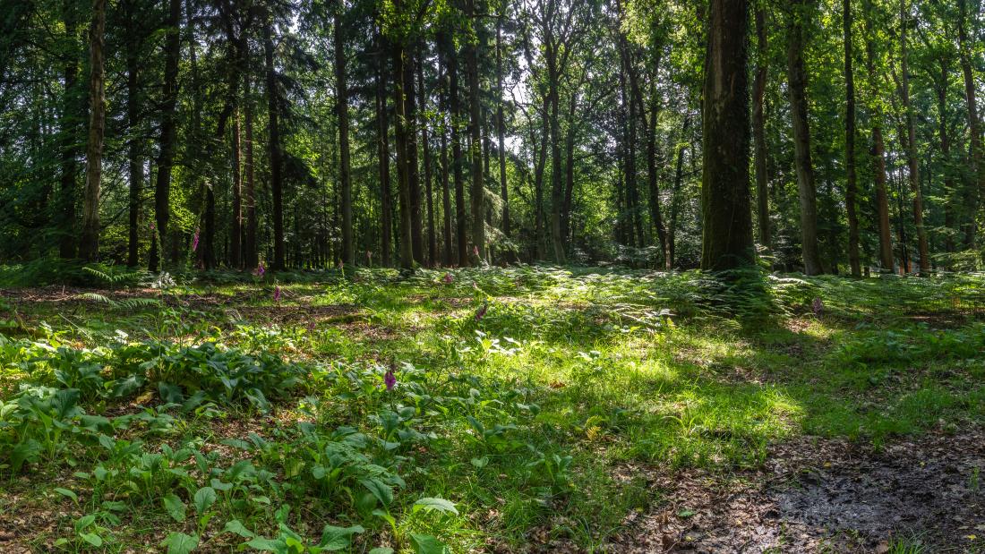 Forestry (distance learning) | Bangor University