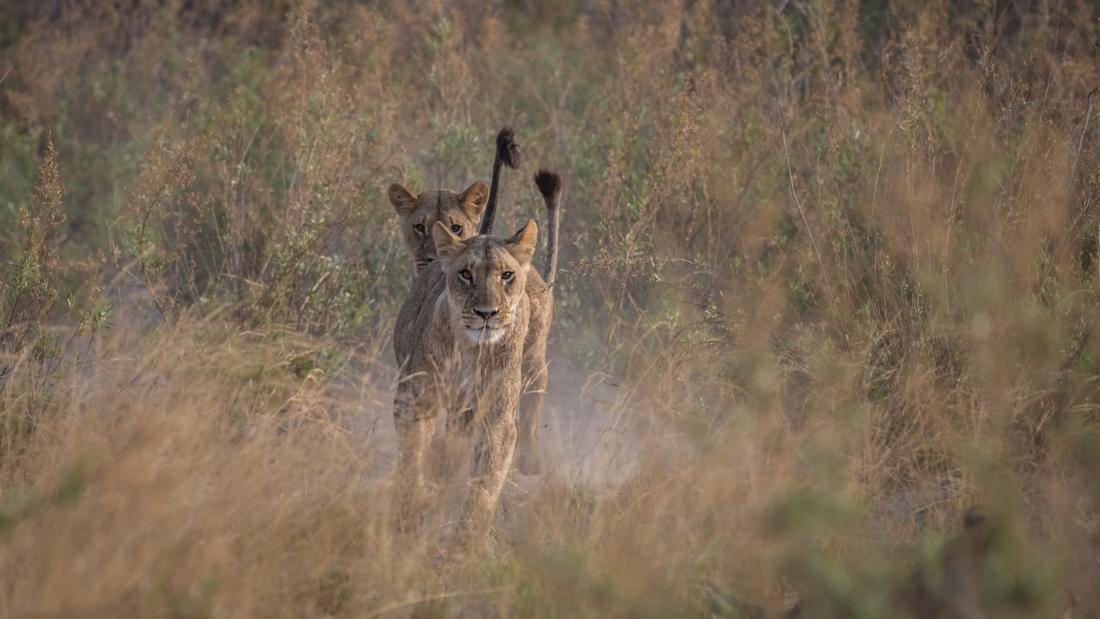 Wild lionesses in Africa 