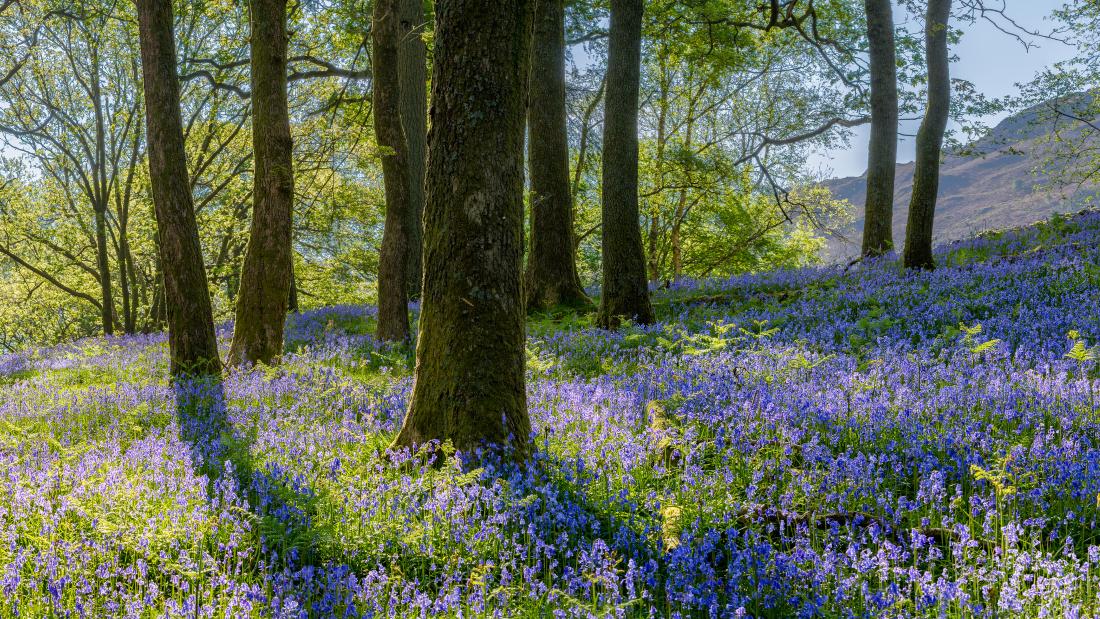 Woodland scene 