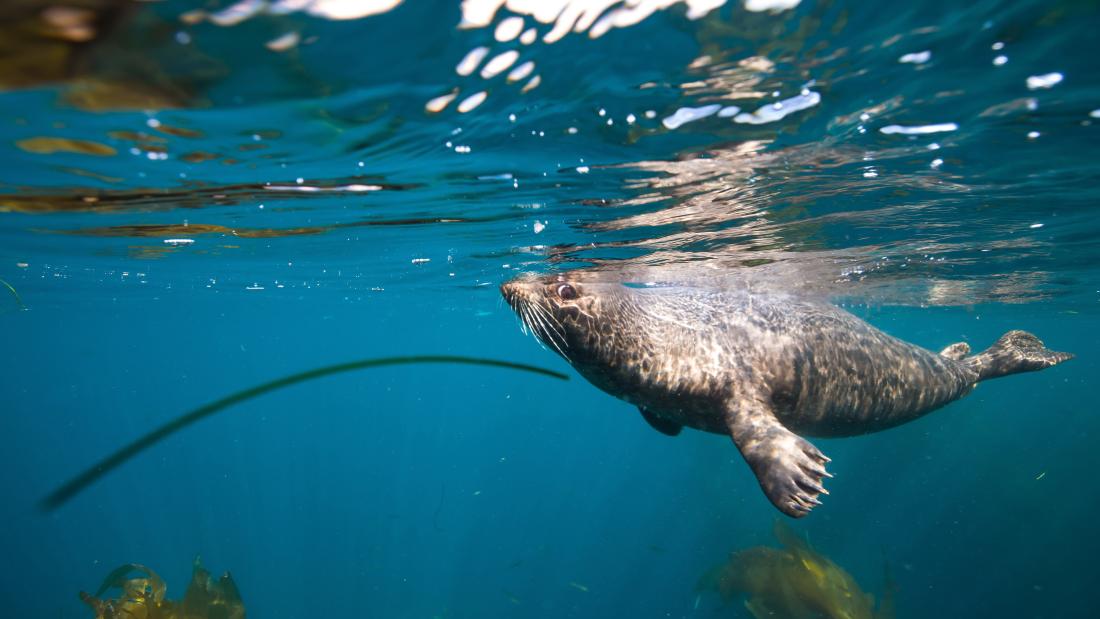 A harbor seal in the sea