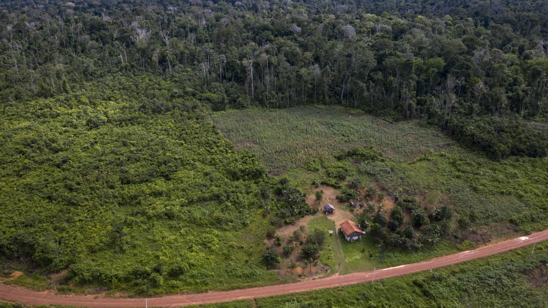 Amazonian forest recovery are dwarfed by deforestation