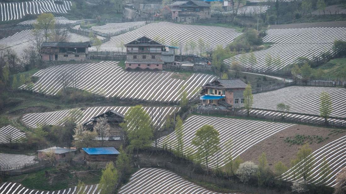 Plastic being used in fields in China