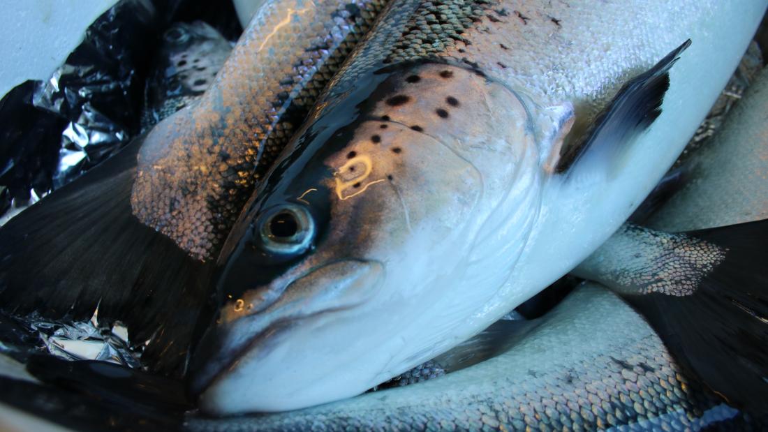 Salmon lie in a dish