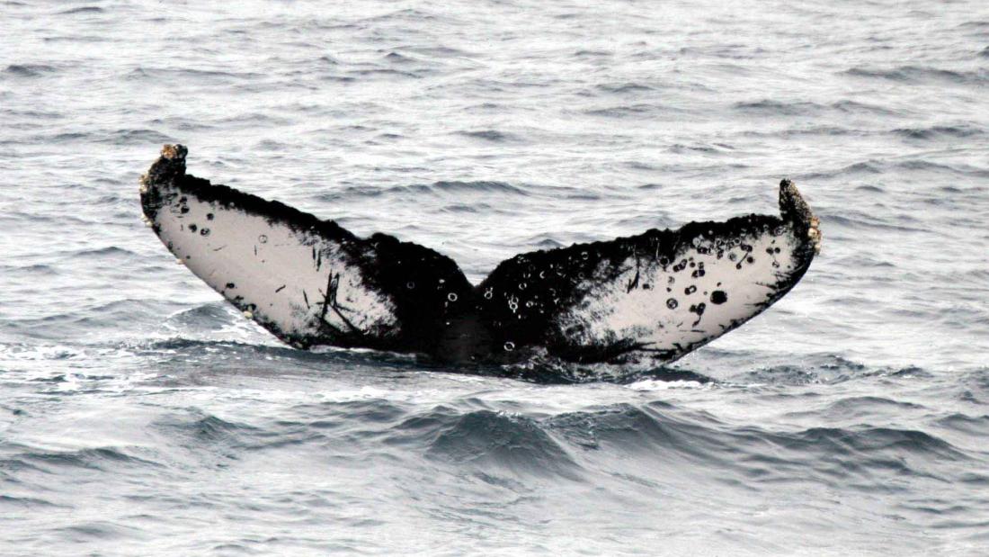  A whale tail above the sea