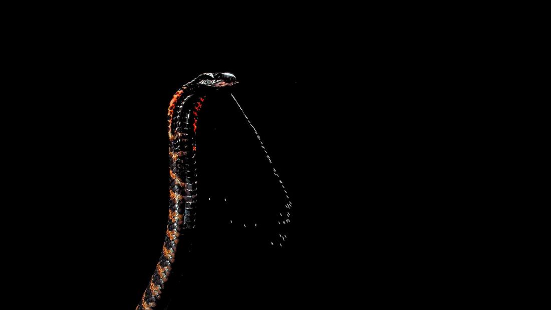 A Spitting Cobra rising up and spitting