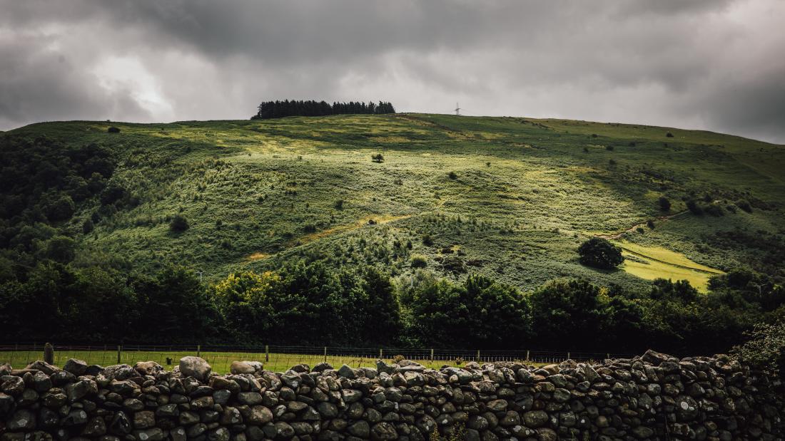 Green hillside with some trees