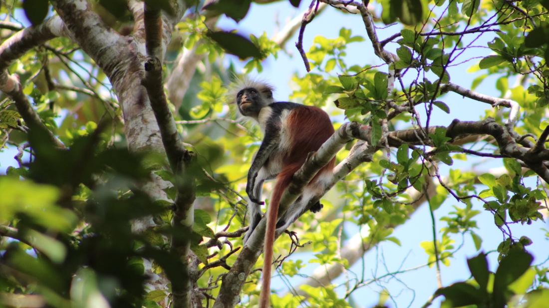 A monkey sits in a tree.
