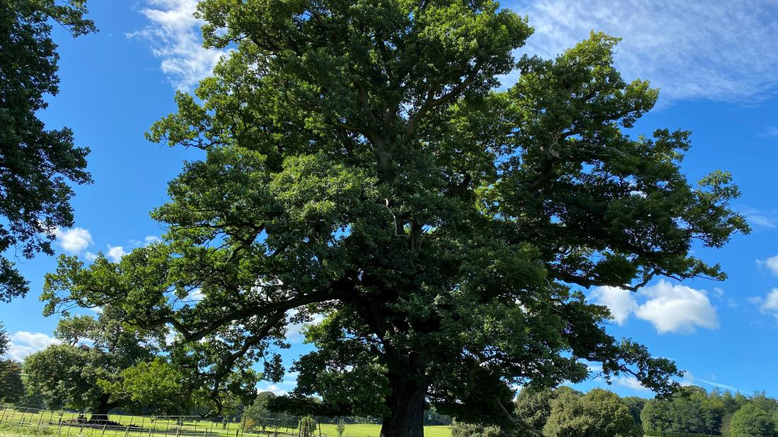 A big oak tree in leaf againts a blue sky