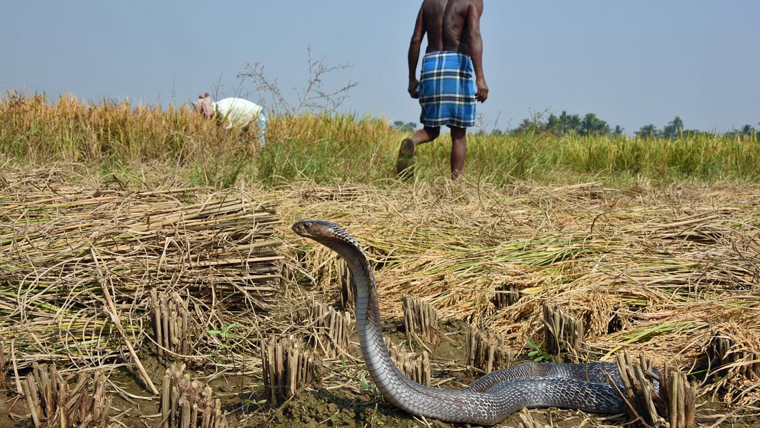 A snake in the foreground in a field of stubble