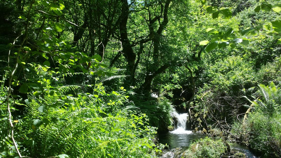 Waterfall in wood