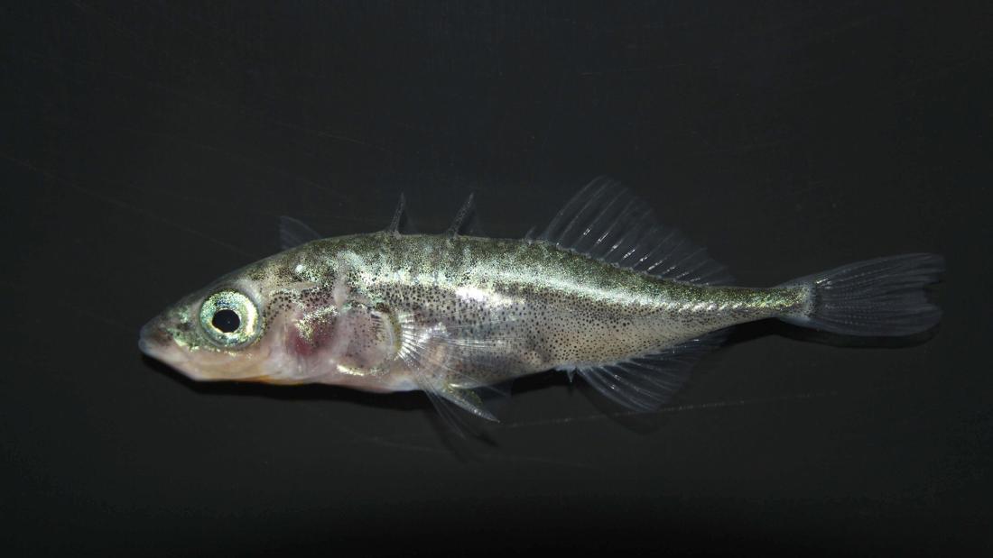 Freshwater stickleback