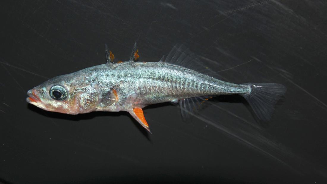 a stickleback