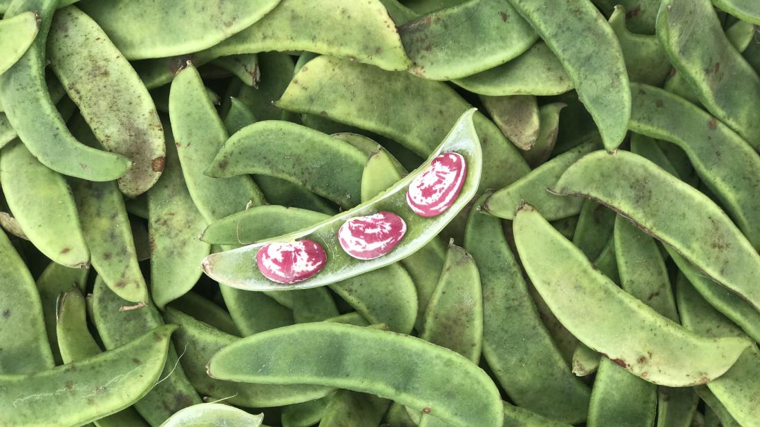 Bean pods, with one bean pod split open showing  three red and white streaked beans sitting in the pod