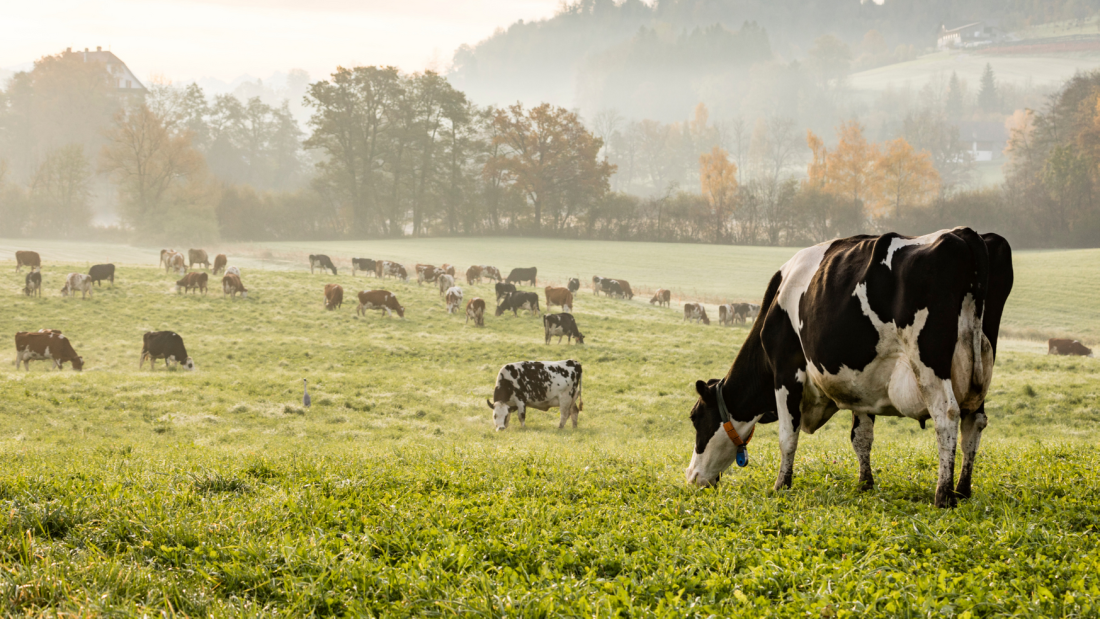 Cows grazing