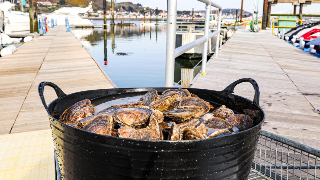 A black bucket full of oysters sits on Conwy marina pontoon