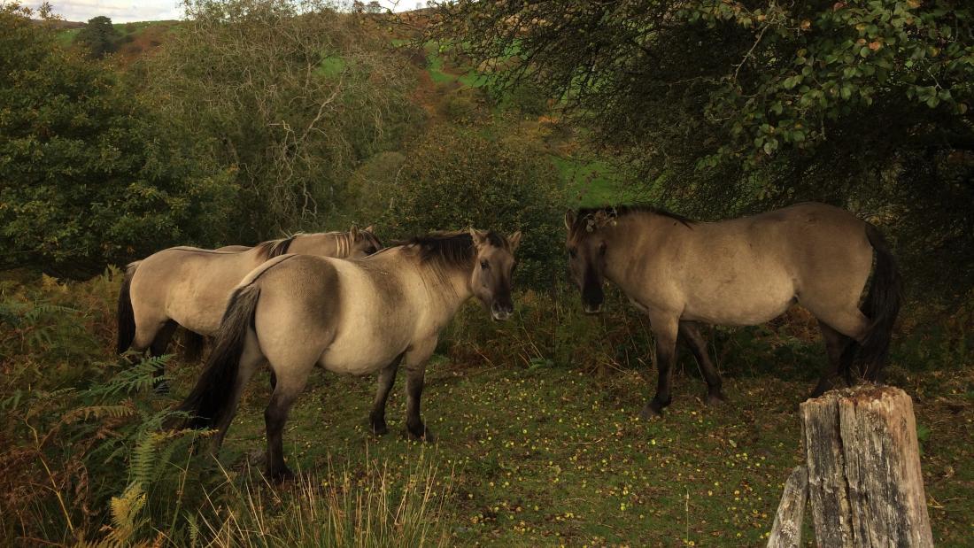 Horses shelter under trees