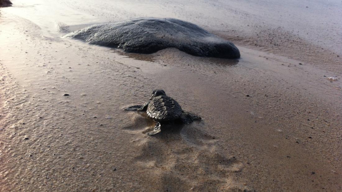 A single turtle hatchling makes its way to the sea.