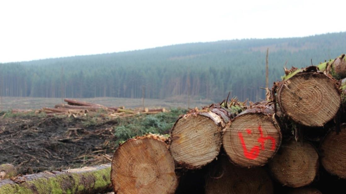 Some felled tree trunk ends close up with partly felled woodland in background.