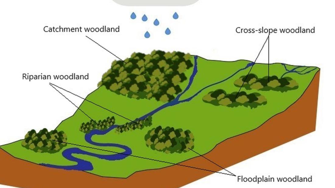 Diagram showing forest types at different altitudes