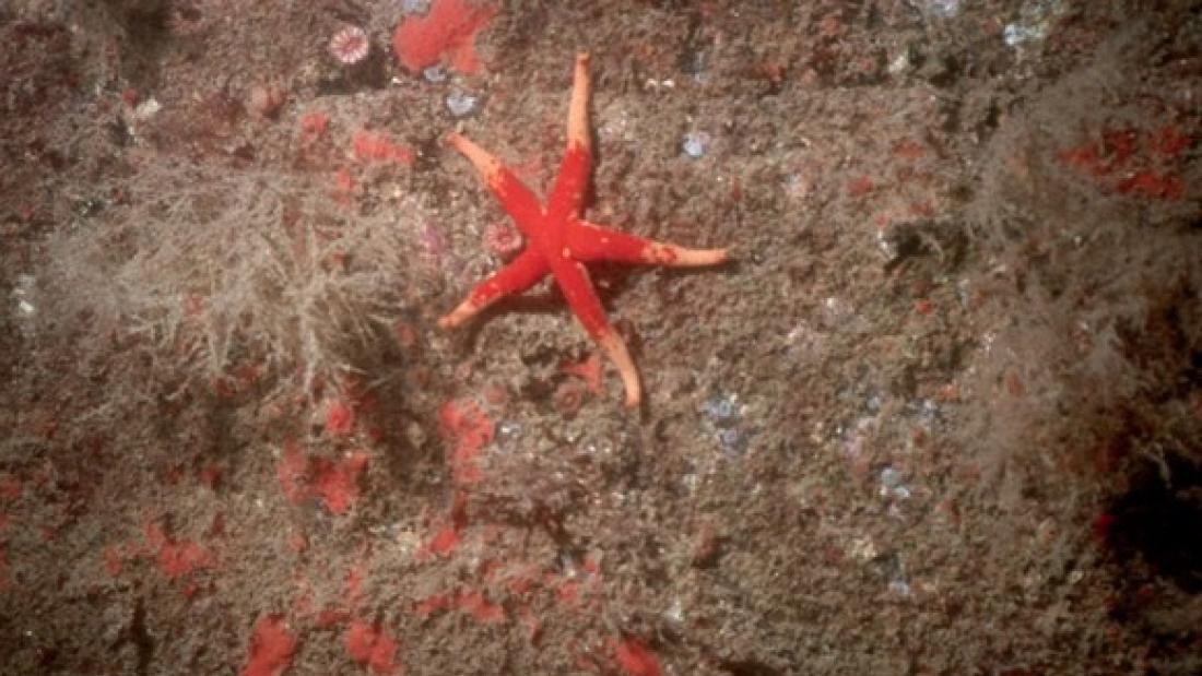 A red starfish on the seabed